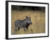 Warthog, Phacochoerus Africanus, Chobe National Park, Savuti, Botswana, Africa-Thorsten Milse-Framed Premium Photographic Print