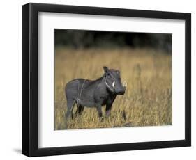 Warthog, Phacochoerus Africanus, Chobe National Park, Savuti, Botswana, Africa-Thorsten Milse-Framed Photographic Print