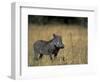 Warthog, Phacochoerus Africanus, Chobe National Park, Savuti, Botswana, Africa-Thorsten Milse-Framed Photographic Print