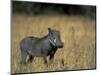 Warthog, Phacochoerus Africanus, Chobe National Park, Savuti, Botswana, Africa-Thorsten Milse-Mounted Photographic Print