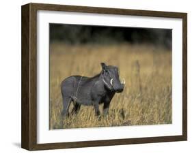 Warthog, Phacochoerus Africanus, Chobe National Park, Savuti, Botswana, Africa-Thorsten Milse-Framed Photographic Print