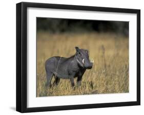 Warthog, Phacochoerus Africanus, Chobe National Park, Savuti, Botswana, Africa-Thorsten Milse-Framed Photographic Print