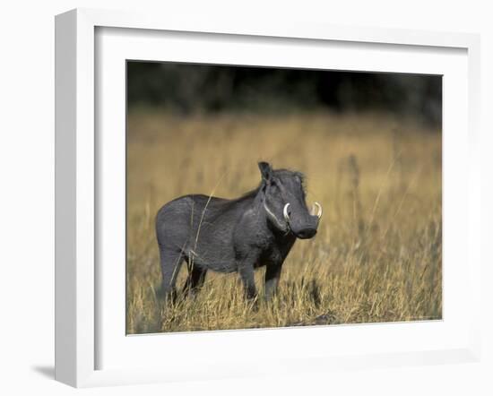 Warthog, Phacochoerus Africanus, Chobe National Park, Savuti, Botswana, Africa-Thorsten Milse-Framed Photographic Print