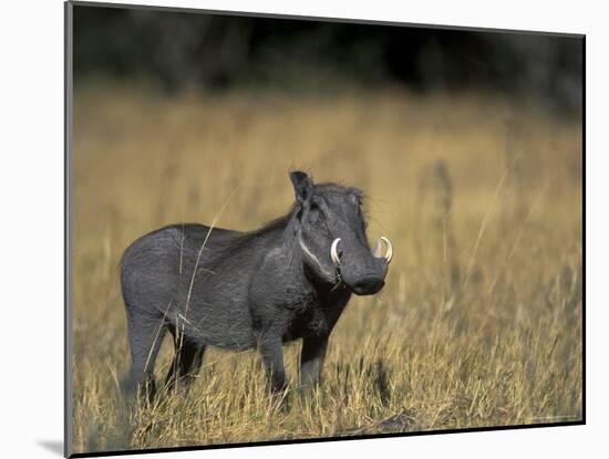Warthog, Phacochoerus Africanus, Chobe National Park, Savuti, Botswana, Africa-Thorsten Milse-Mounted Photographic Print