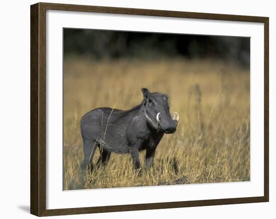 Warthog, Phacochoerus Africanus, Chobe National Park, Savuti, Botswana, Africa-Thorsten Milse-Framed Photographic Print