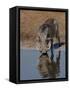 Warthog, Savuti Channal, Botswana-Pete Oxford-Framed Stretched Canvas