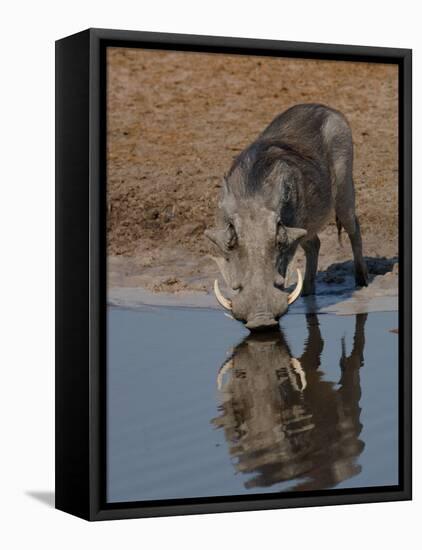 Warthog, Savuti Channal, Botswana-Pete Oxford-Framed Stretched Canvas