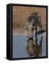 Warthog, Savuti Channal, Botswana-Pete Oxford-Framed Stretched Canvas