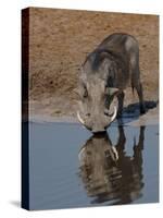 Warthog, Savuti Channal, Botswana-Pete Oxford-Stretched Canvas