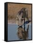 Warthog, Savuti Channal, Botswana-Pete Oxford-Framed Stretched Canvas