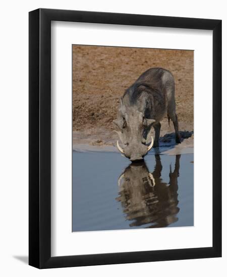 Warthog, Savuti Channal, Botswana-Pete Oxford-Framed Premium Photographic Print