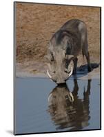 Warthog, Savuti Channal, Botswana-Pete Oxford-Mounted Premium Photographic Print