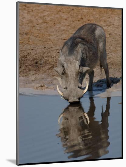 Warthog, Savuti Channal, Botswana-Pete Oxford-Mounted Premium Photographic Print