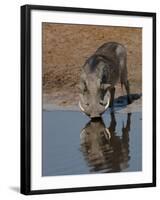 Warthog, Savuti Channal, Botswana-Pete Oxford-Framed Premium Photographic Print