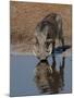 Warthog, Savuti Channal, Botswana-Pete Oxford-Mounted Premium Photographic Print