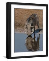 Warthog, Savuti Channal, Botswana-Pete Oxford-Framed Photographic Print