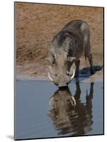 Warthog, Savuti Channal, Botswana-Pete Oxford-Mounted Photographic Print