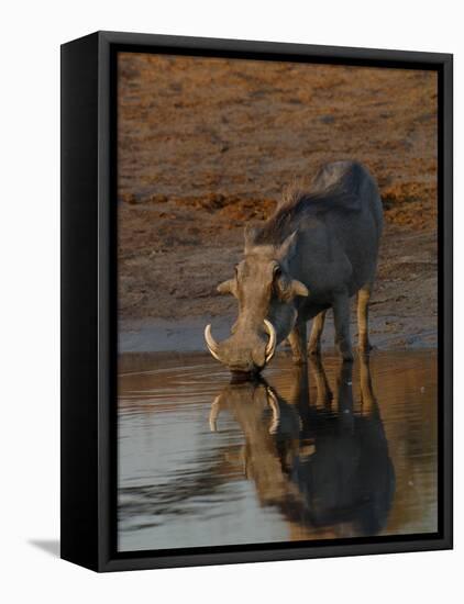 Warthog, Savuti Channal, Botswana-Pete Oxford-Framed Stretched Canvas
