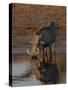 Warthog, Savuti Channal, Botswana-Pete Oxford-Stretched Canvas