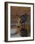 Warthog, Savuti Channal, Botswana-Pete Oxford-Framed Photographic Print