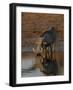 Warthog, Savuti Channal, Botswana-Pete Oxford-Framed Photographic Print