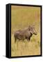 Warthog-Michele Westmorland-Framed Stretched Canvas