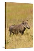 Warthog-Michele Westmorland-Stretched Canvas