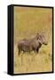 Warthog-Michele Westmorland-Framed Stretched Canvas