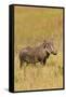 Warthog-Michele Westmorland-Framed Stretched Canvas