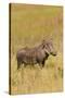 Warthog-Michele Westmorland-Stretched Canvas