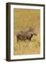 Warthog-Michele Westmorland-Framed Premium Photographic Print