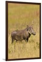 Warthog-Michele Westmorland-Framed Premium Photographic Print