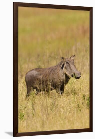 Warthog-Michele Westmorland-Framed Premium Photographic Print