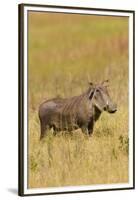 Warthog-Michele Westmorland-Framed Premium Photographic Print