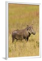 Warthog-Michele Westmorland-Framed Premium Photographic Print