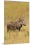 Warthog-Michele Westmorland-Mounted Premium Photographic Print