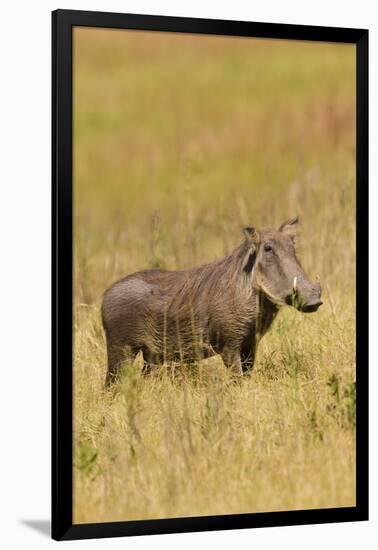 Warthog-Michele Westmorland-Framed Premium Photographic Print