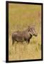 Warthog-Michele Westmorland-Framed Premium Photographic Print