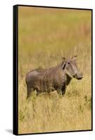 Warthog-Michele Westmorland-Framed Stretched Canvas