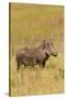 Warthog-Michele Westmorland-Stretched Canvas