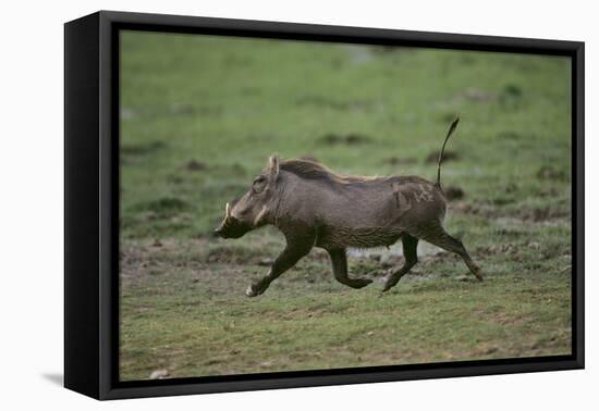 Warthog-DLILLC-Framed Stretched Canvas