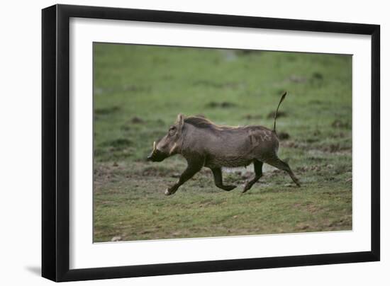 Warthog-DLILLC-Framed Premium Photographic Print