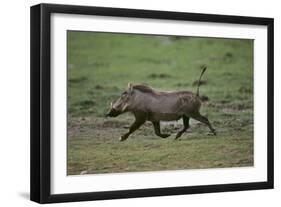 Warthog-DLILLC-Framed Premium Photographic Print