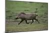 Warthog-DLILLC-Mounted Premium Photographic Print