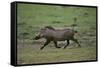 Warthog-DLILLC-Framed Stretched Canvas