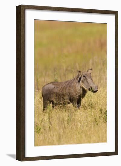 Warthog-Michele Westmorland-Framed Photographic Print
