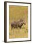 Warthog-Michele Westmorland-Framed Photographic Print