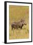 Warthog-Michele Westmorland-Framed Photographic Print