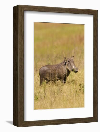 Warthog-Michele Westmorland-Framed Photographic Print