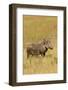 Warthog-Michele Westmorland-Framed Photographic Print